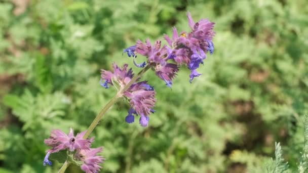 Medicinal Aromatic Grass Sage Blooms Sunny Summer Day Video Clip — Stock Video