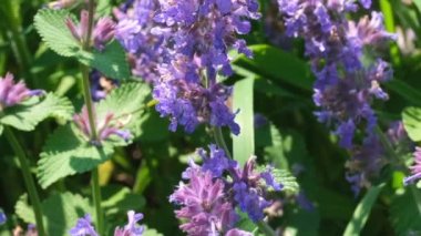 Tıbbi aromatik çim Sage çiçek güneşli yaz günü video klip yakın çekim doğal kroki yakınlaştırma etkileri ile, kamera ve yavaş hareket hareket