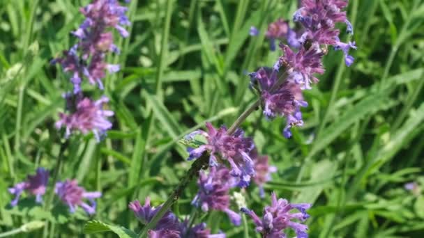 Grama Aromática Medicinal Floresce Dia Ensolarado Verão Clipe Vídeo Close — Vídeo de Stock