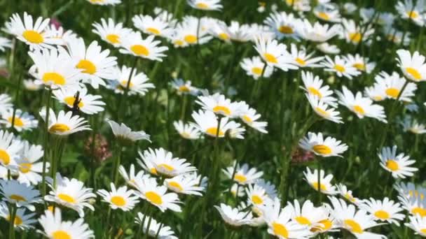 White Daisy Field Blommar Solig Sommardag Videoklipp Närbild Naturlig Skiss — Stockvideo