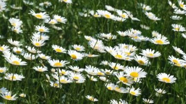 Beyaz papatya alan yakınlaştırma etkileri ile güneşli yaz günü video klip yakın çekim doğal kroki çiçek, kamera ve yavaş hareket hareketli