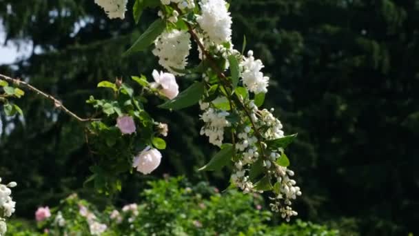 Planta Cereja Selvagem Perfumada Branca Floresce Grandes Aglomerados Dia Ensolarado — Vídeo de Stock
