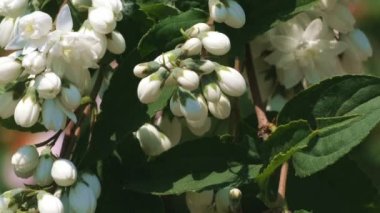 Beyaz kokulu vahşi kiraz bitki geniş kümelerde güneşli bir yaz gününde Bahçe yakın yukarı yakınlaştırma etkileri ile çiçek açan, kamera ve yavaş hareket hareket