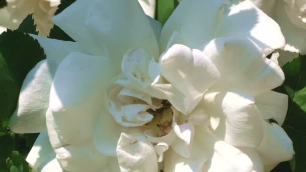 White Rose Garden Blooms Sunny Summer Day Video Close Macro — Stock Video