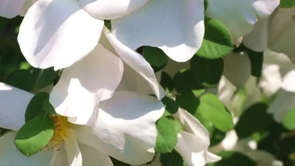白色玫瑰园盛开阳光明媚的夏日视频特写宏与缩放效果 移动相机和慢动作 — 图库视频影像