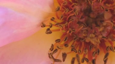 Pembe gül Bahçe Blooms güneşli yaz günü video yakın yukarıya makro yakınlaştırma etkileri ile, kamera ve yavaş hareket hareket