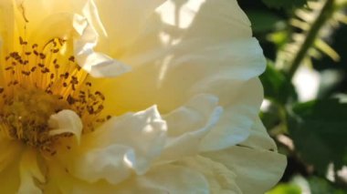 Sarı gül Bahçe Blooms güneşli yaz günü video yakın yukarıya makro yakınlaştırma etkileri ile, kamera ve yavaş hareket hareket