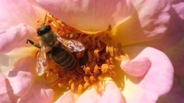 Pembe, yakınlaştırma etkileri ile nektar güneşli yaz günü video yakın-up makro toplayan bir arı ile Bahçe çiçek gül, kamera ve yavaş hareket hareket
