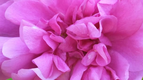 粉红玫瑰园盛开阳光明媚的夏日视频特写宏与缩放效果 移动相机和慢动作 — 图库视频影像
