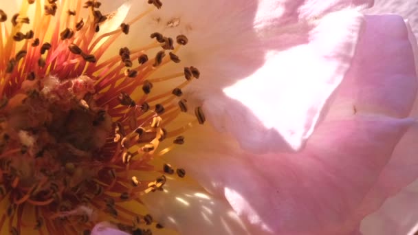 Pink Rose Garden Blooms Sunny Summer Day Video Close Macro — Stock Video