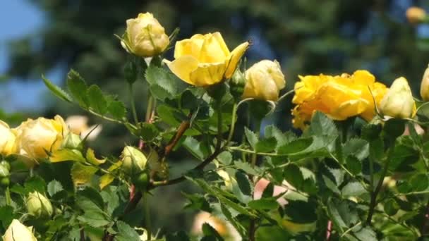 Желтый Розовый Сад Расцветает Нектар Солнечный Летний День Видео Крупным — стоковое видео