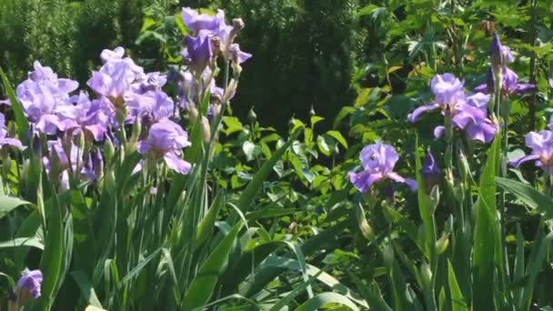 Violet Kebun Iris Mekar Pada Hari Cerah Musim Panas Cerah — Stok Video