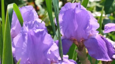 Violet Bahçe bahçede parlak bir yaz güneşli bir gün çiçek süsen, yakınlaştırma etkileri ile doğal video kroki video, kamera hareket ve yavaş hareket