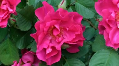 Kırmızı gül Bahçe Blooms güneşli yaz günü video yakın yukarıya makro yakınlaştırma etkileri ile, kamera ve yavaş hareket hareket