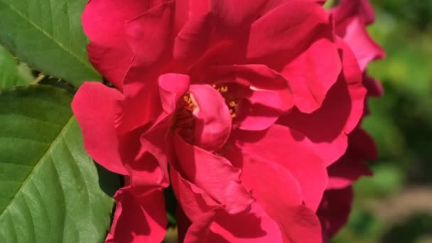 Jardín Rosas Rojas Florece Soleado Día Verano Video Primer Plano — Vídeos de Stock