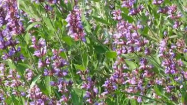 Tıbbi aromatik çim Sage çiçek güneşli yaz günü video klip yakın çekim doğal kroki yakınlaştırma etkileri ile, kamera ve yavaş hareket hareket