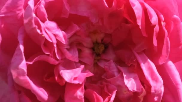 Κόκκινο Τριαντάφυλλο Κήπο Ανθίζει Ηλιόλουστη Θερινή Ημέρα Βίντεο Close Μακρο — Αρχείο Βίντεο