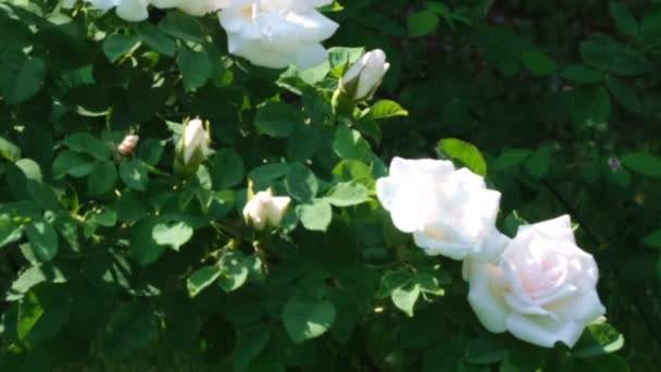 White Rose Garden Blooms Sunny Summer Day Video Close Macro — Stock Video
