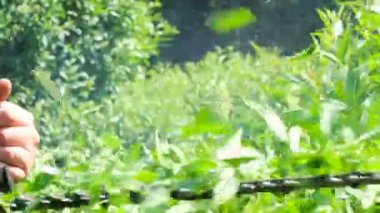 Ukrayna 'da video çekim, Kiev Botanik Bahçesi 27 Mayıs, 2019 bir benzin ile bir çalı bir hedge yumuşatma çalışma adam yakınlaştırma etkileri ile güneşli yaz günü gördüm, kamera ve yavaş hareket hareket