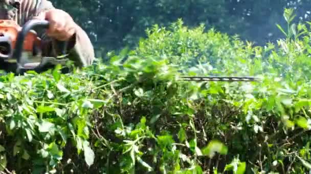 Vídeo Filmado Ucrânia Kiev Jardim Botânico Maio 2019 Homem Trabalho — Vídeo de Stock