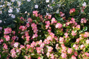 Yaz güzel çiçekler 