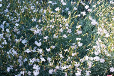 Yaz güzel çiçekler 