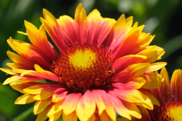 Letní krásná květina — Stock fotografie