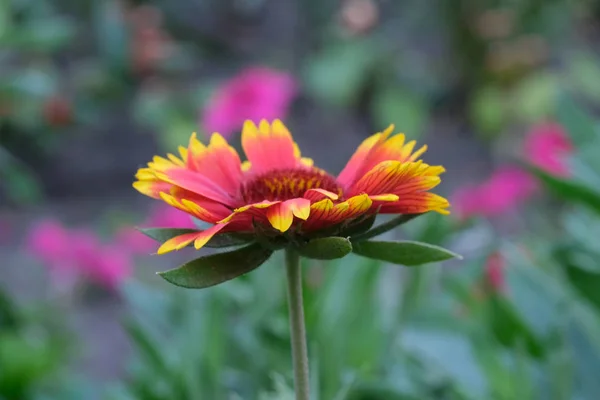 Verano hermosa flor — Foto de Stock