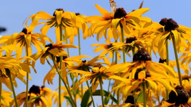 蜜を収集する蝶と明るいオレンジ色の花とストックビデオ夏のスケッチ — ストック動画