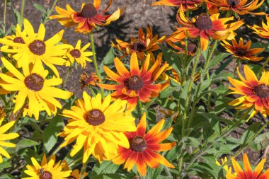 Yaz sarısı çiçekleri kapanıyor