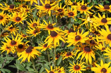 Yaz sarısı çiçekleri kapanıyor