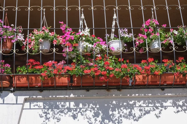 Summer potted flowers on the balcony — Stock Photo, Image