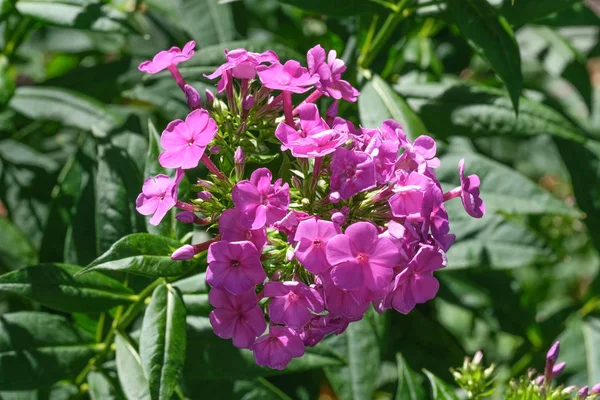 Yaz pembe çiçekleri yakın