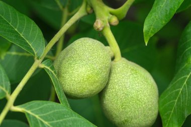 Yeşil ceviz yumurtalığı