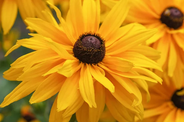 Summer yellow flowers close-up — Stock Photo, Image