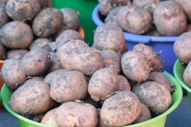 Genç çiğ patates Tubers 