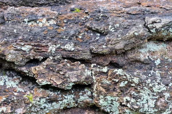 Background from the bark — Stock Photo, Image