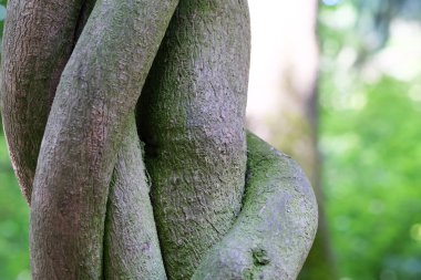 arka plan ağaç kabuğu