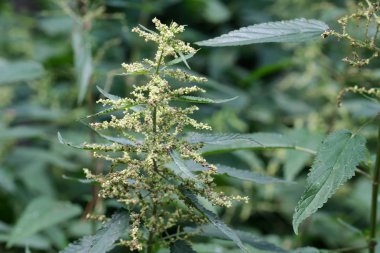 Şifalı bitki ot ısırgan