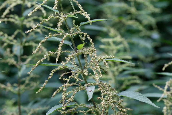 Medicinale plant kruid brandnetel — Stockfoto