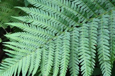 Doğal bitki yeşil arka plan