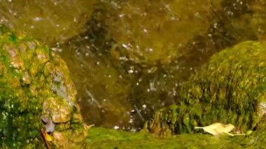 Bir yaz botanik bahçesinde küçük bir dekoratif yapay şelale parçası, manzara tasarımı video klip 1080p yakın çekim sırasında zoom ve kamera hareketi kullanarak
