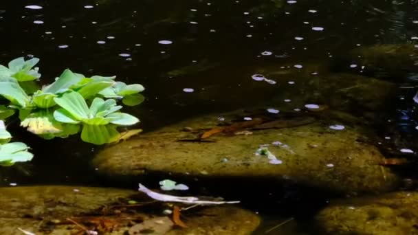 Fragment Van Een Kleine Decoratieve Kunstmatige Waterval Een Zomer Botanische — Stockvideo