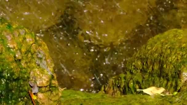 Fragmento Uma Pequena Cachoeira Artificial Decorativa Jardim Botânico Verão Clipe — Vídeo de Stock