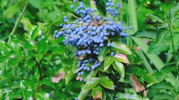 Madurando Bayas Azules Holonia Mahonia Día Soleado Brillante Del Verano — Vídeo de stock