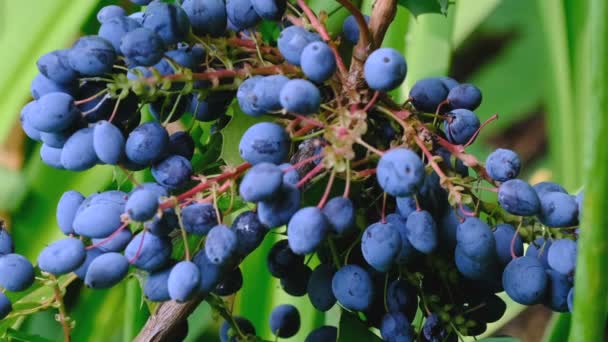 Ripening Blue Berries Holonia Mahonia Bright Summer Sunny Day Video — Stock Video