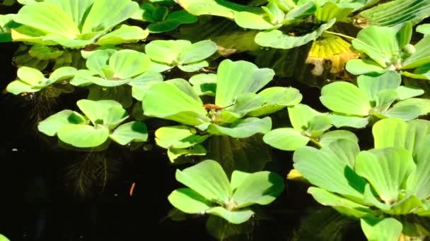 Fragmento Una Pequeña Cascada Artificial Decorativa Jardín Botánico Verano Diseño — Vídeos de Stock