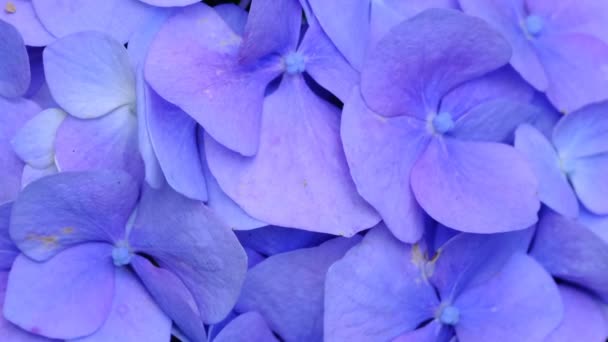 Hermosa Inflorescencia Brillante Flores Jardín Hortensias Florece Día Soleado Verano — Vídeo de stock