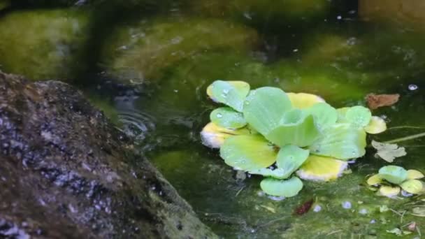 Fragment Van Een Kleine Decoratieve Kunstmatige Waterval Een Zomer Botanische — Stockvideo