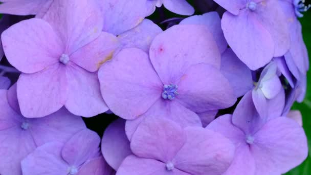 Hermosa Inflorescencia Brillante Flores Jardín Hortensias Florece Día Soleado Verano — Vídeo de stock